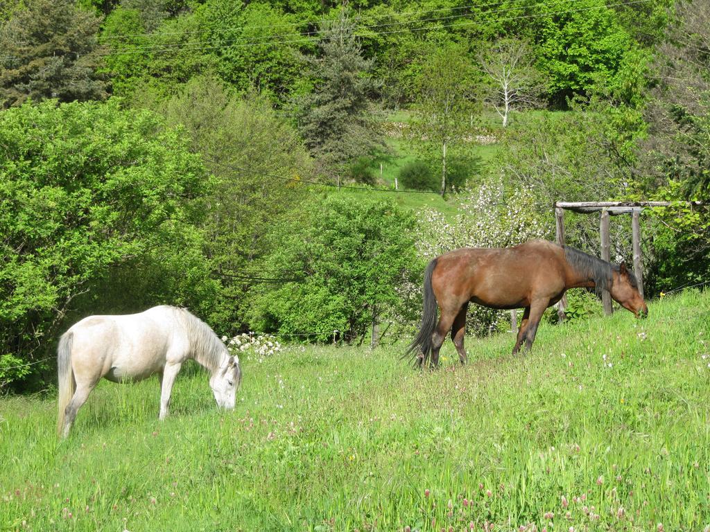 Le Petit Rias Gite Soleil Saint Maurice en Chalencon Bagian luar foto